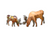 Moose - Grazing