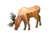 Moose - Grazing