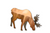 Moose - Grazing