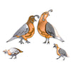Quail